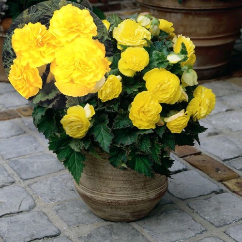 Begonia tuberhybrida 'Nonstop® Mocca F1 Yellow' - Mugulbegoonia 'Nonstop® Mocca F1 Yellow'